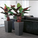 Plant pot Lechuza 40 x 40 x 76 cm Black polypropylene Plastic Rectangular-1