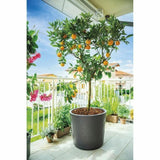 Plant pot Deroma Millennium Anthracite Plastic 59 x 59 x 49,5 cm-1