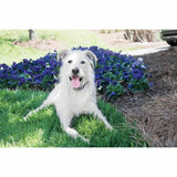 Anti-bark collar PetSafe-4