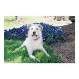 Anti-bark collar PetSafe-7