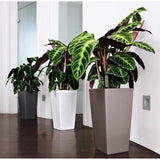 Plant pot Lechuza 40 x 40 x 75 cm Plastic Squared-1