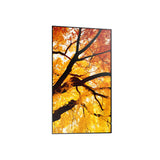 Videowall Monitor Sharp 60006052 Full HD 32"-0