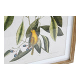 Painting DKD Home Decor Bird 55 x 2,5 x 70 cm Tropical Birds (4 Pieces)-1