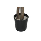 Tree Home ESPRIT Polyester Wood 100 x 100 x 185 cm-2