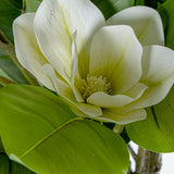 Decorative Plant Alexandra House Living Plastic Magnolia 130 cm-2