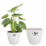 Set of pots Elho White Plastic Circular 2 Pieces-3