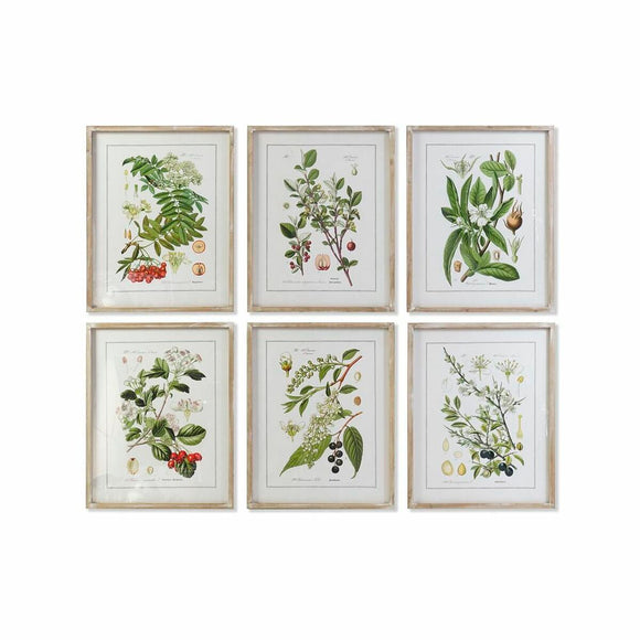 Painting DKD Home Decor 55 x 2 x 70 cm Shabby Chic Botanical plants (6 Pieces)